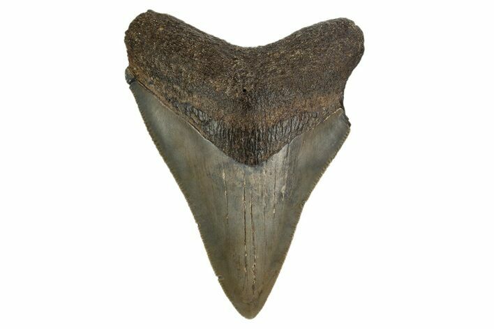 Serrated, Fossil Megalodon Tooth - Georgia #308127